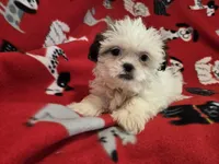 Shihtzu, a male Shih Tzu for sale in Buffalo, NY – 2 of 4