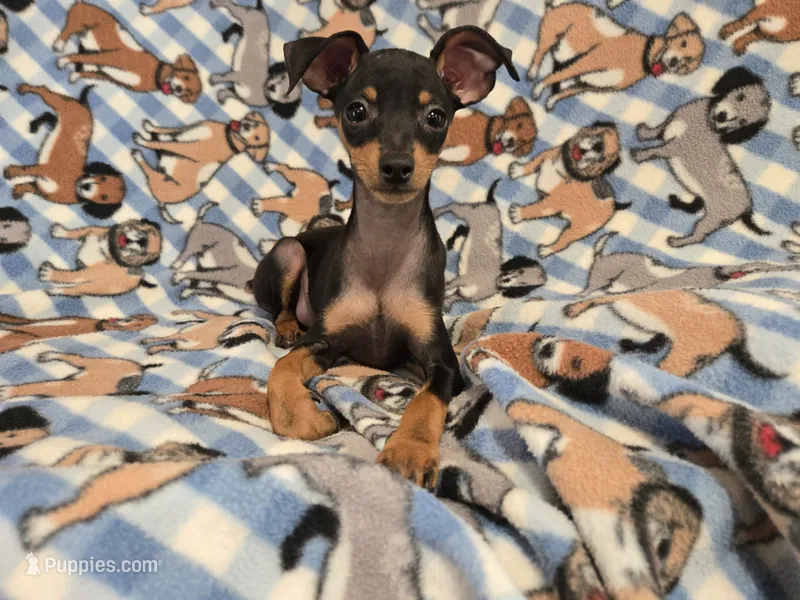 Mini Pinscher – Miniature Pinscher puppy for sale in Buffalo, NY