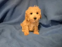Bichon /Poodle, a male Bichon Frise and Poodle - Miniature  for sale in Buffalo, NY – 3 of 4