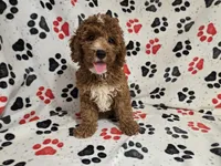 Cockapoo, a male Cockapoo for sale in Buffalo, NY – 3 of 4