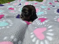 Mini Dachshund, a female Miniature Dachshund for sale in Buffalo, NY – 4 of 4