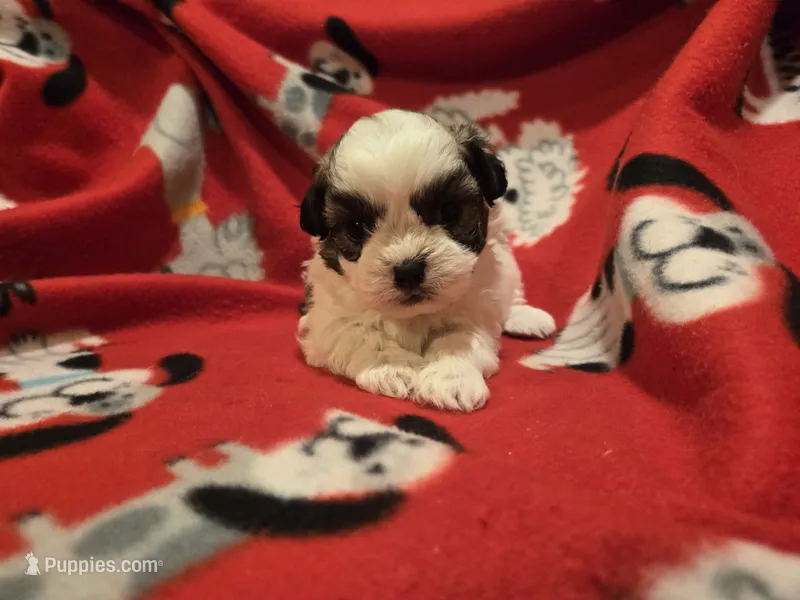 Shihtzu/ Bichon – Bichon Frise, Shih Tzu puppy for sale in Buffalo, NY