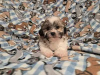Shihtzu /Bichon , a male Bichon Frise and Shih Tzu for sale in Buffalo, NY – 4 of 4