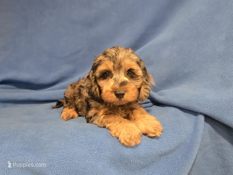 Cockapoo – Cockapoo puppy for sale in Buffalo, NY