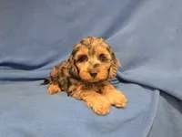 Cockapoo, a male Cockapoo for sale in Buffalo, NY – 1 of 4