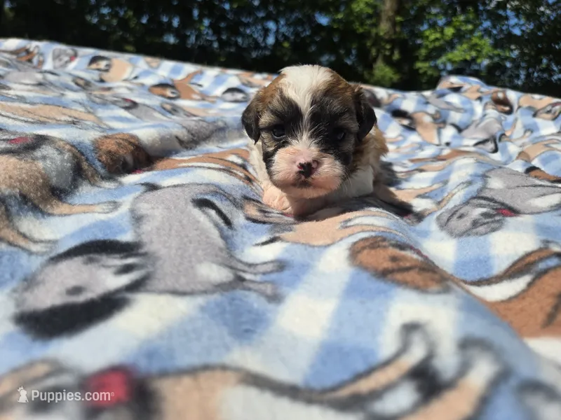 Bichon /Shih tzu  – Bichon Frise, Shih Tzu puppy for sale in Buffalo, NY