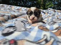 Bichon /Shih tzu , a male Bichon Frise and Shih Tzu for sale in Buffalo, NY – 1 of 5