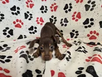 Mini Pinscher, a male Miniature Pinscher for sale in Buffalo, NY – 4 of 4