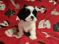 Shihtzu /Maltese mix , a male Maltese and Shih Tzu for sale in Buffalo, NY – 3 of 4