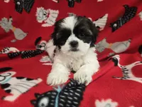 Shihtzu/Maltese mix, a male Maltese and Shih Tzu for sale in Buffalo, NY – 5 of 5