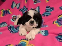 Shihtzu /Maltese mix, a female Maltese and Shih Tzu for sale in Buffalo, NY – 4 of 5