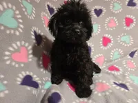 Cavapoo, a female Cavapoo for sale in Buffalo, NY – 4 of 4