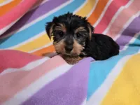 Yorkie Terrier, a female Yorkshire Terrier for sale in Buffalo, NY – 3 of 5