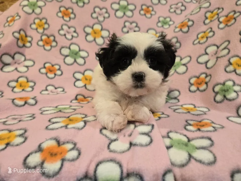 Shihtzu /Maltese  – Maltese, Shih Tzu puppy for sale in Buffalo, NY