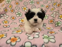 Shihtzu /Maltese , a female Maltese and Shih Tzu for sale in Buffalo, NY – 1 of 4