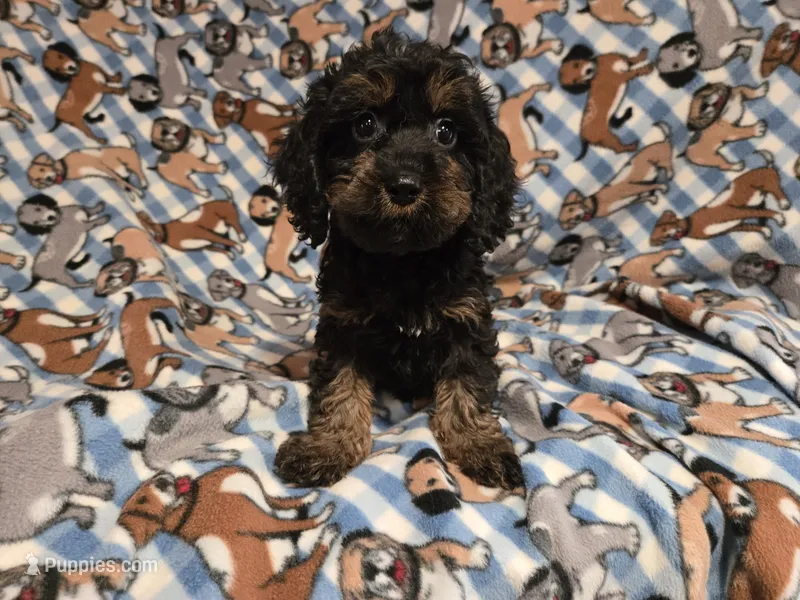 Cockapoo – Cockapoo puppy for sale in Buffalo, NY