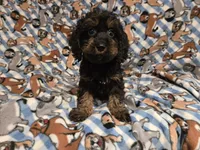 Cockapoo, a male Cockapoo for sale in Buffalo, NY – 1 of 4