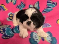 Shihtzu /Maltese mix, a female Maltese and Shih Tzu for sale in Buffalo, NY – 5 of 5