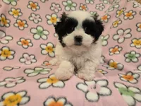 Shihtzu /Maltese , a female Maltese and Shih Tzu for sale in Buffalo, NY – 2 of 4