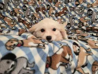 Cavachon, a female Cavachon for sale in Buffalo, NY – 2 of 4