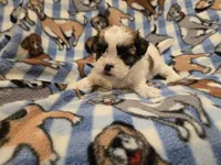 Shihtzu /Bichon, a male Bichon Frise and Shih Tzu for sale in Buffalo, NY – 1 of 4
