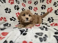 Shihpoo, a male Shihpoo for sale in Buffalo, NY – 4 of 4