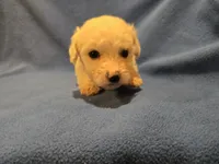 Bichon /Maltese , a male Bichon Frise and Maltese for sale in Buffalo, NY – 4 of 4