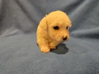 Bichon /Maltese , a male Bichon Frise and Maltese for sale in Buffalo, NY – 3 of 4