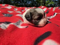 Bichon /Shih tzu , a male Bichon Frise and Shih Tzu for sale in Buffalo, NY – 4 of 4
