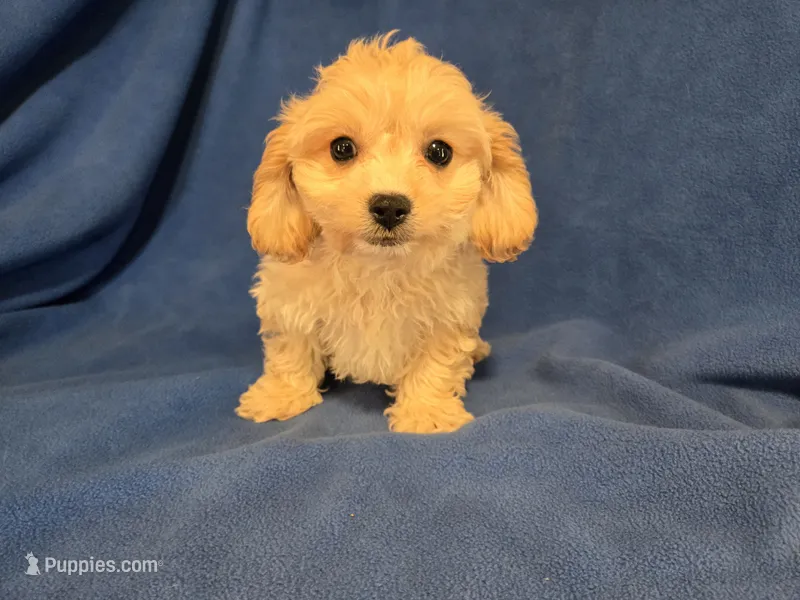 Cavachon  – Cavachon puppy for sale in Buffalo, NY