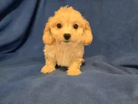 Cavachon , a male Cavachon for sale in Buffalo, NY – 1 of 4