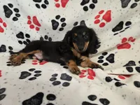 Mini Dachshund, a male Miniature Dachshund for sale in Buffalo, NY – 3 of 4