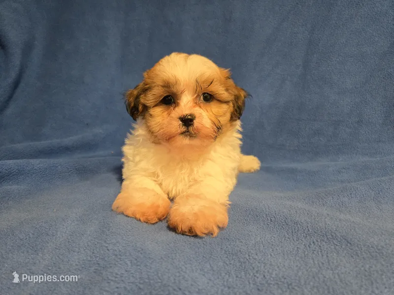 Bichon /Shih tzu  – Bichon Frise, Shih Tzu puppy for sale in Buffalo, NY