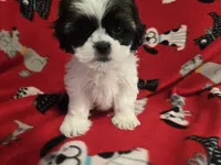 Shihtzu/Maltese mix, a male Maltese and Shih Tzu for sale in Buffalo, NY – 3 of 5