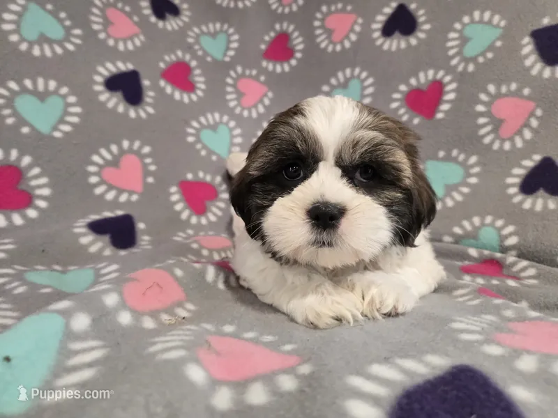 Shihtzu /Maltese mix  – Maltese, Shih Tzu puppy for sale in Buffalo, NY