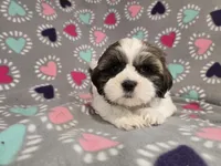Shihtzu /Maltese mix , a female Maltese and Shih Tzu for sale in Buffalo, NY – 1 of 5