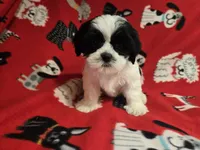 Shihtzu /Maltese mix , a male Maltese and Shih Tzu for sale in Buffalo, NY – 4 of 4