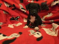 Chihuahua /Maltese, a male Chihuahua and Maltese for sale in Buffalo, NY – 2 of 5