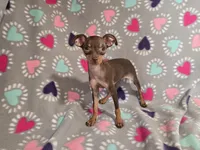 Mini Pinscher, a female Miniature Pinscher for sale in Buffalo, NY – 2 of 5