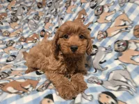 Cavapoo, a male Cavapoo for sale in Buffalo, NY – 2 of 4