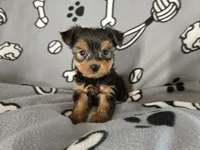 Yorkie Terrier, a male Yorkshire Terrier for sale in Buffalo, NY – 1 of 5