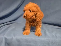 Cockapoo, a male Cockapoo for sale in Buffalo, NY – 5 of 5