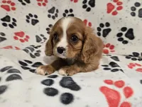 Cavalier king Charles Spaniel , a male Cavalier King Charles Spaniel for sale in Buffalo, NY – 2 of 5