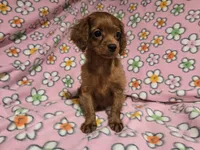 Cavapoo, a female Cavapoo for sale in Buffalo, NY – 2 of 4