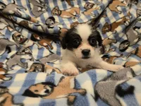 Maltese / Terrier, a male Maltese for sale in Buffalo, NY – 4 of 4