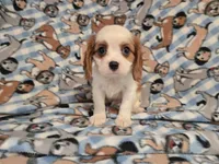 Cavalier king Charles Spaniel , a male Cavalier King Charles Spaniel for sale in Buffalo, NY – 4 of 4