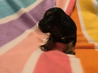 Cockapoo, a female Cockapoo for sale in Buffalo, NY – Photo 2 of 5