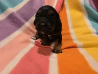 Cockapoo, a female Cockapoo for sale in Buffalo, NY – Photo 5 of 5