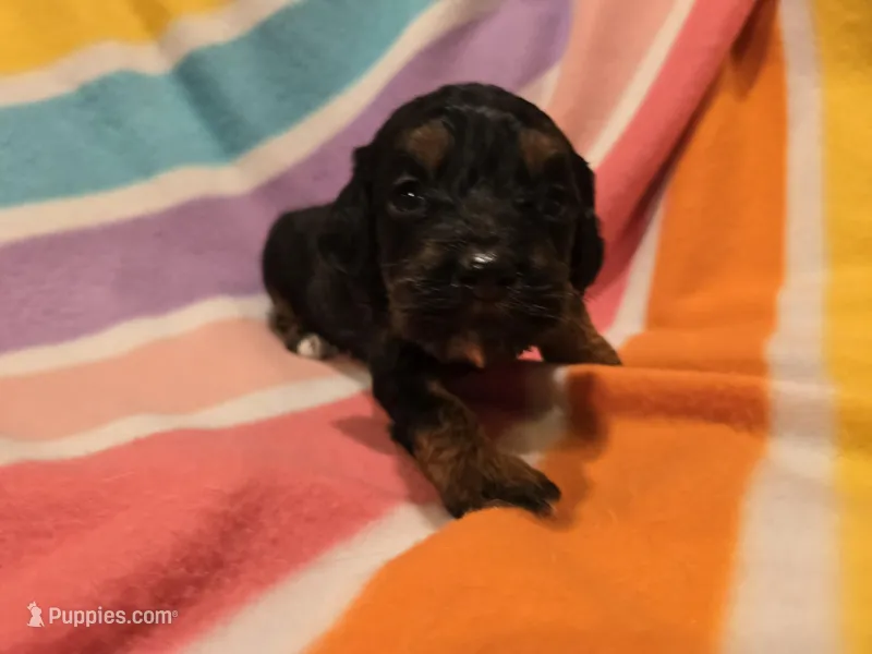 Cockapoo – Cockapoo puppy for sale in Buffalo, NY