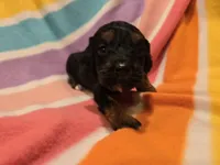 Cockapoo, a female Cockapoo for sale in Buffalo, NY – Photo 1 of 5